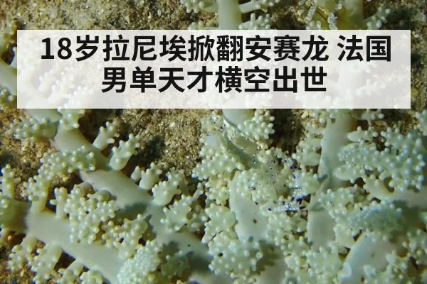 18岁拉尼埃掀翻安赛龙 法国男单天才横空出世